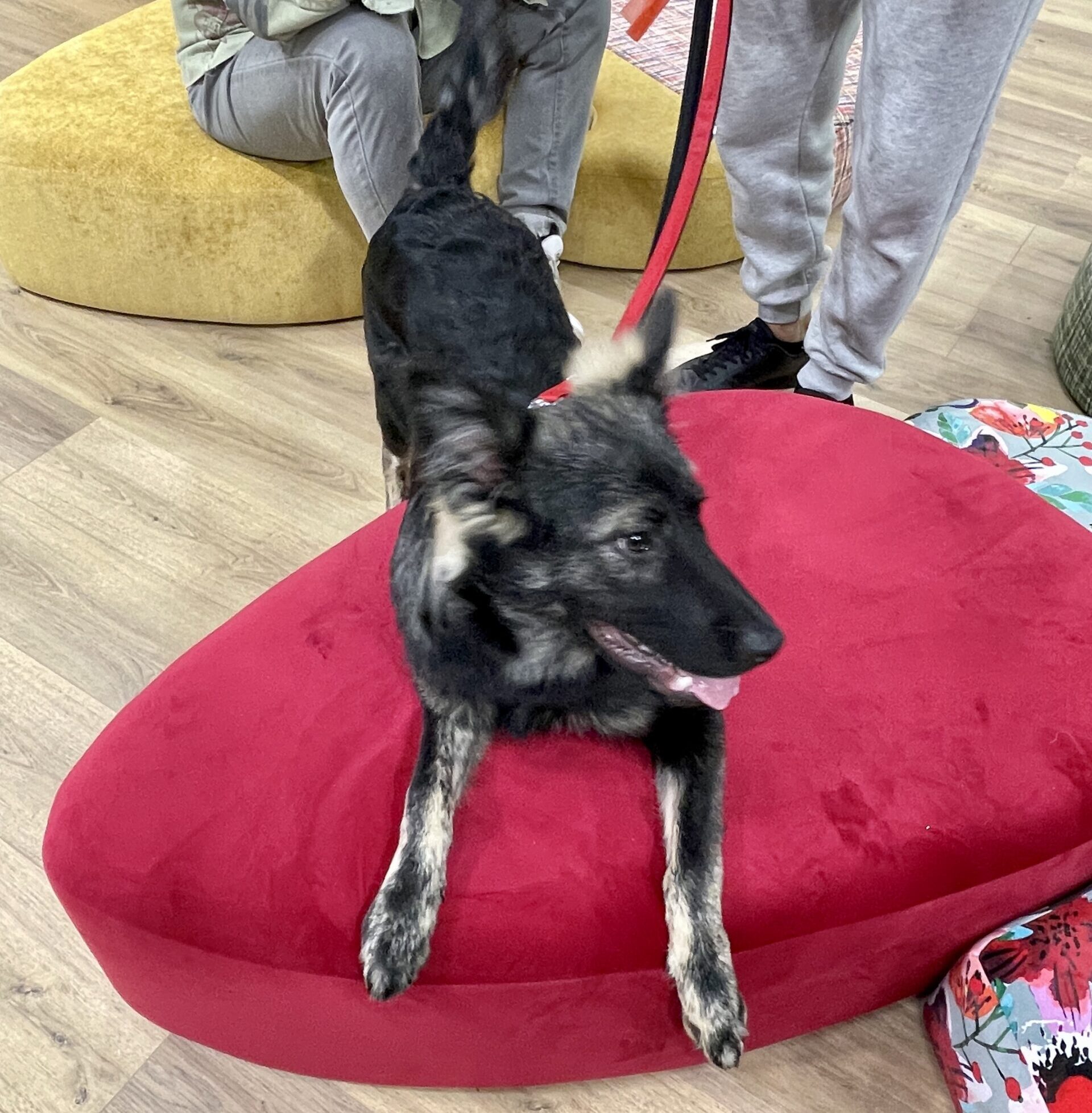 Pet designer: progettazione di ambienti a misura di pet Pet designer: progettazione di ambienti a misura di pet